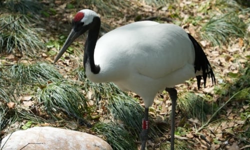 Red-crowned Crane