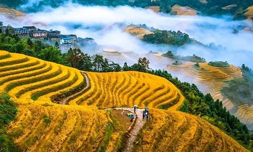 Autumn-in-Guilin-Longsheng Autumn-in-Guilin-Longsheng